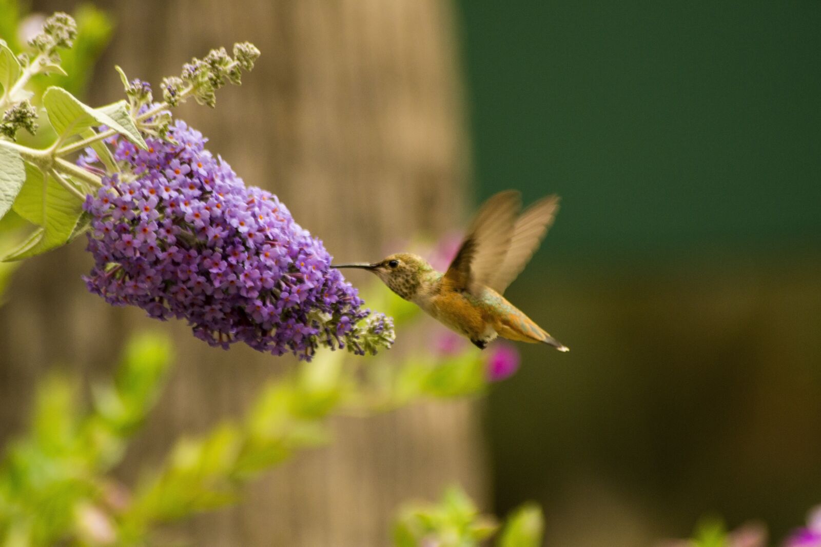 Nikon D3100 sample photo. Nature, flower, flora photography