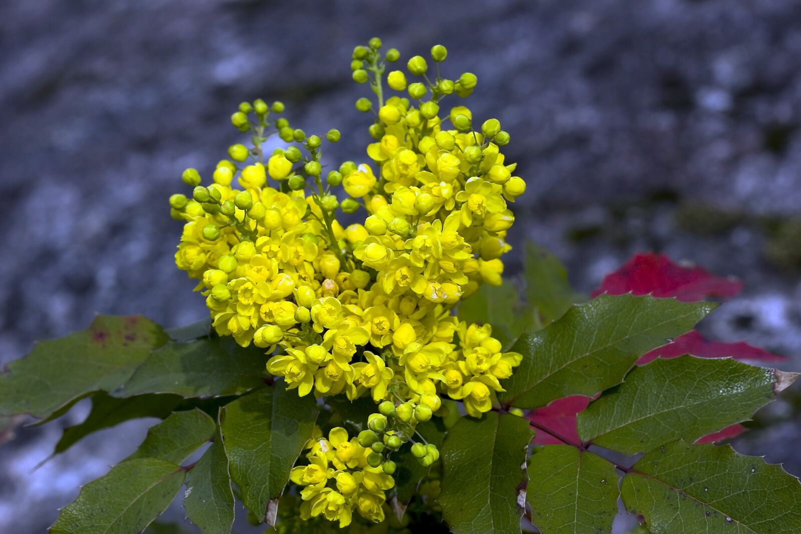 Canon EOS 20D sample photo. Leaf, flower photography
