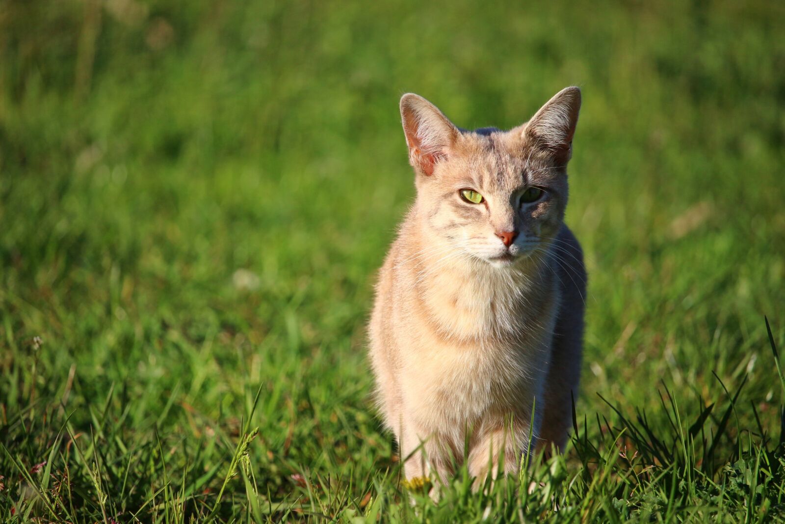 Canon EOS 100D (EOS Rebel SL1 / EOS Kiss X7) sample photo. Cat, kitten, breed cat photography
