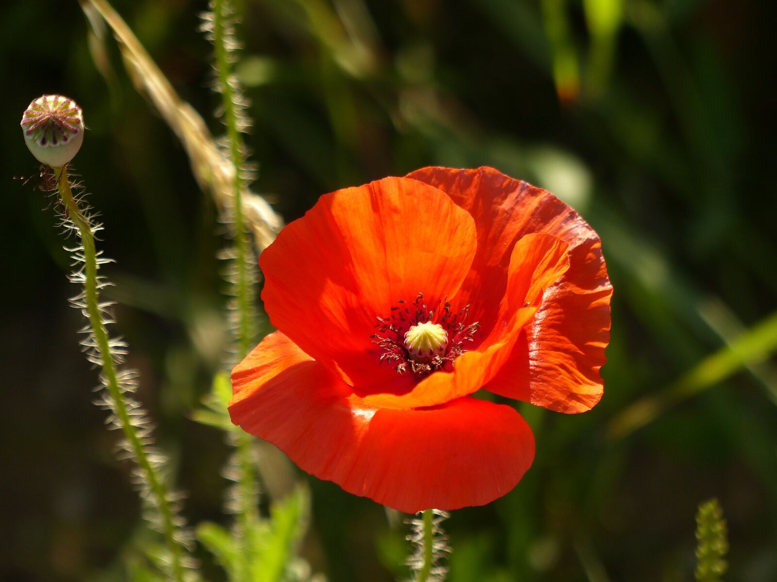 Panasonic Lumix DMC-FZ200 sample photo. Poppy, blossom, bloom photography