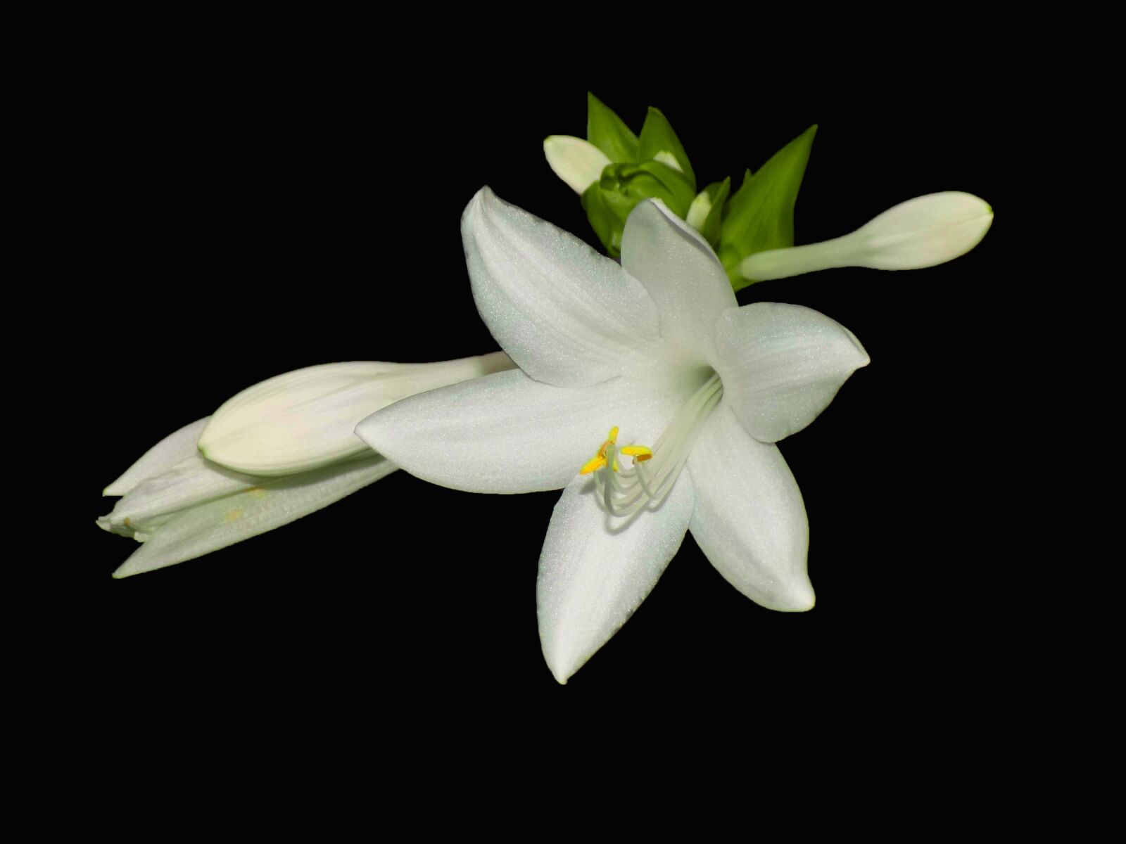 Nikon COOLPIX L330 sample photo. Flower, white, flora photography