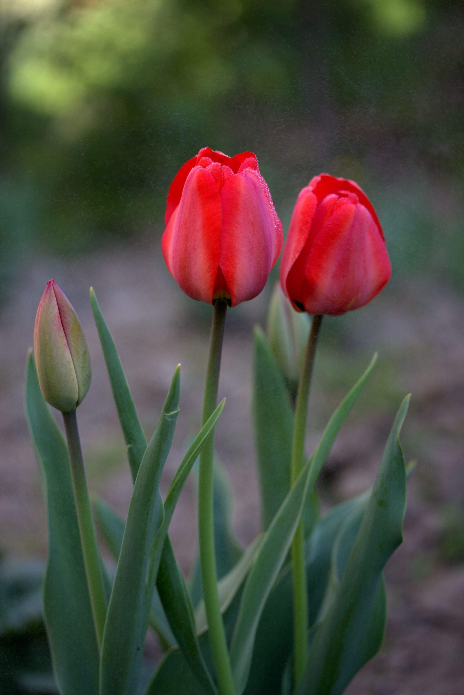 Canon EOS 700D (EOS Rebel T5i / EOS Kiss X7i) sample photo. Tulips, red, rain photography