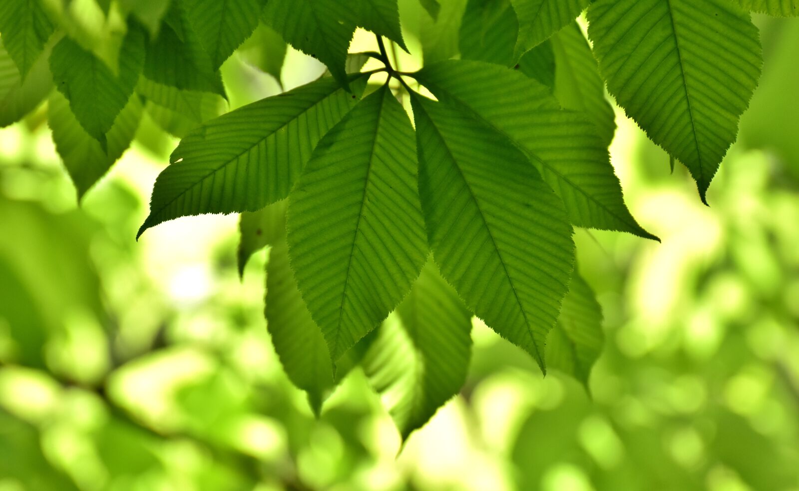 Nikon D7200 sample photo. Leaves, tree, sun photography