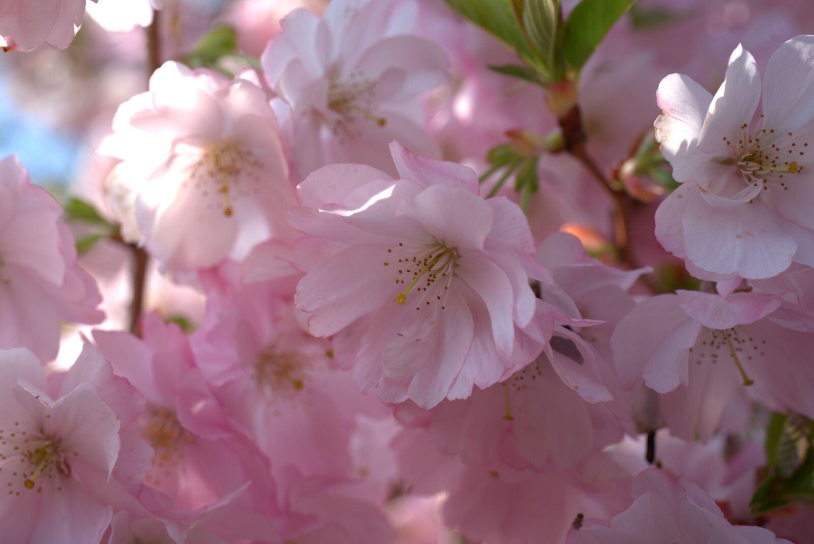 Sony a7 II + Sony FE 50mm F2.8 Macro sample photo. Cherry blossom, spring, cherry photography