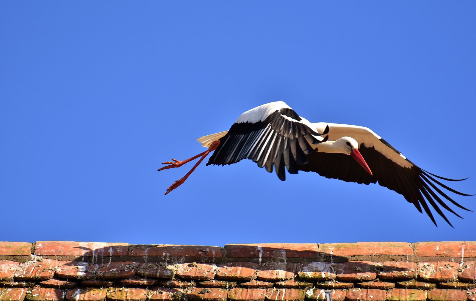 Nikon D7200 sample photo. Stork, bird, flying photography