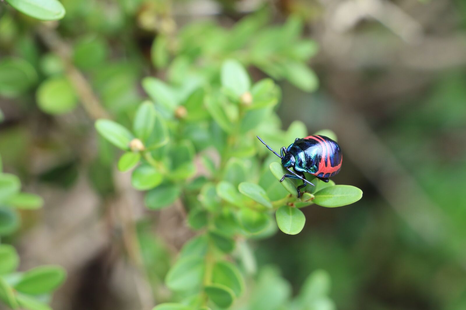 Canon EOS 80D sample photo. Nature, outdoors, leaf photography