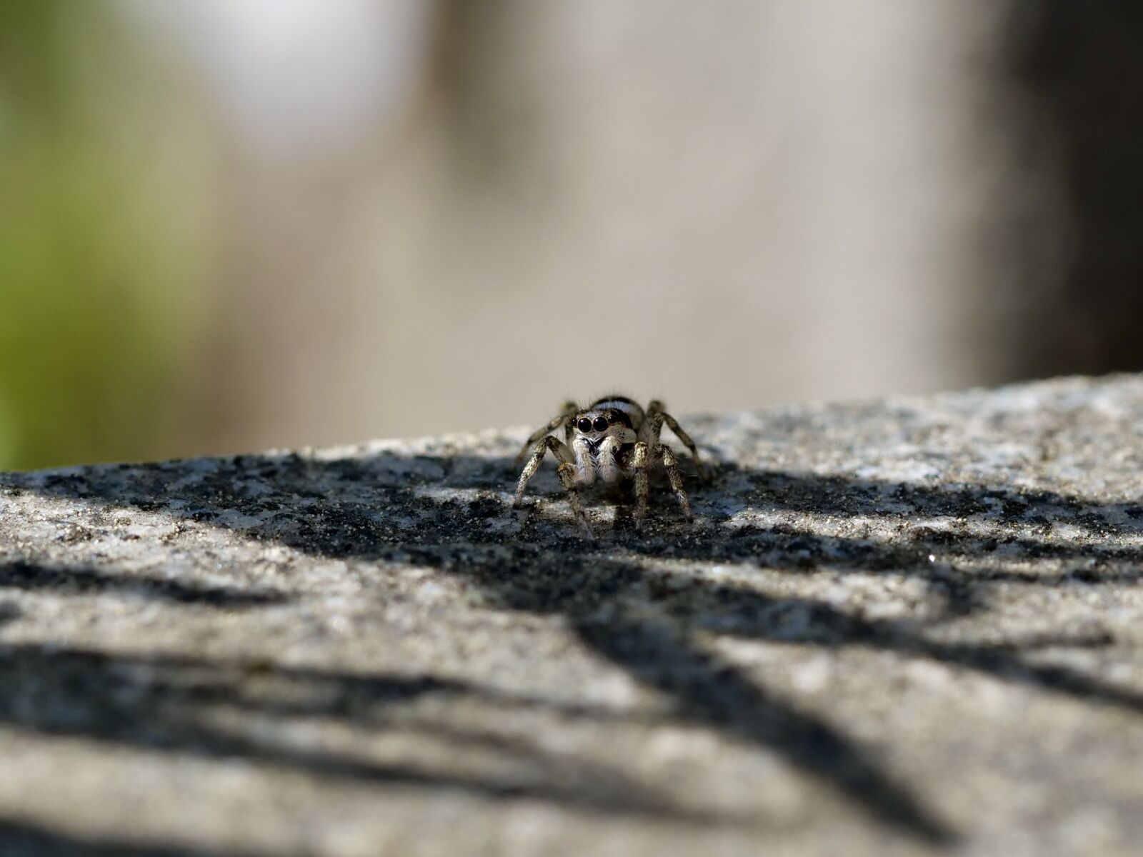 Panasonic Lumix DC-G9 sample photo. Spider, macro, insect photography