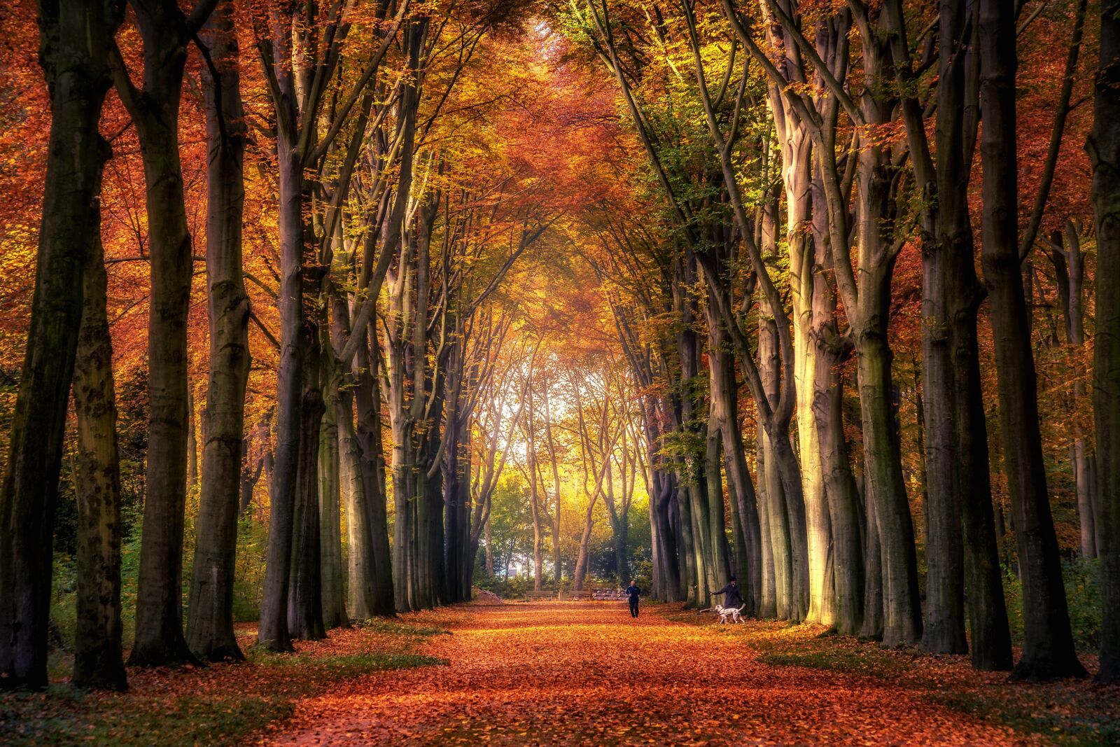 Sony a7 II + Sony FE 24-240mm F3.5-6.3 OSS sample photo. Autumn, forest, avenue photography