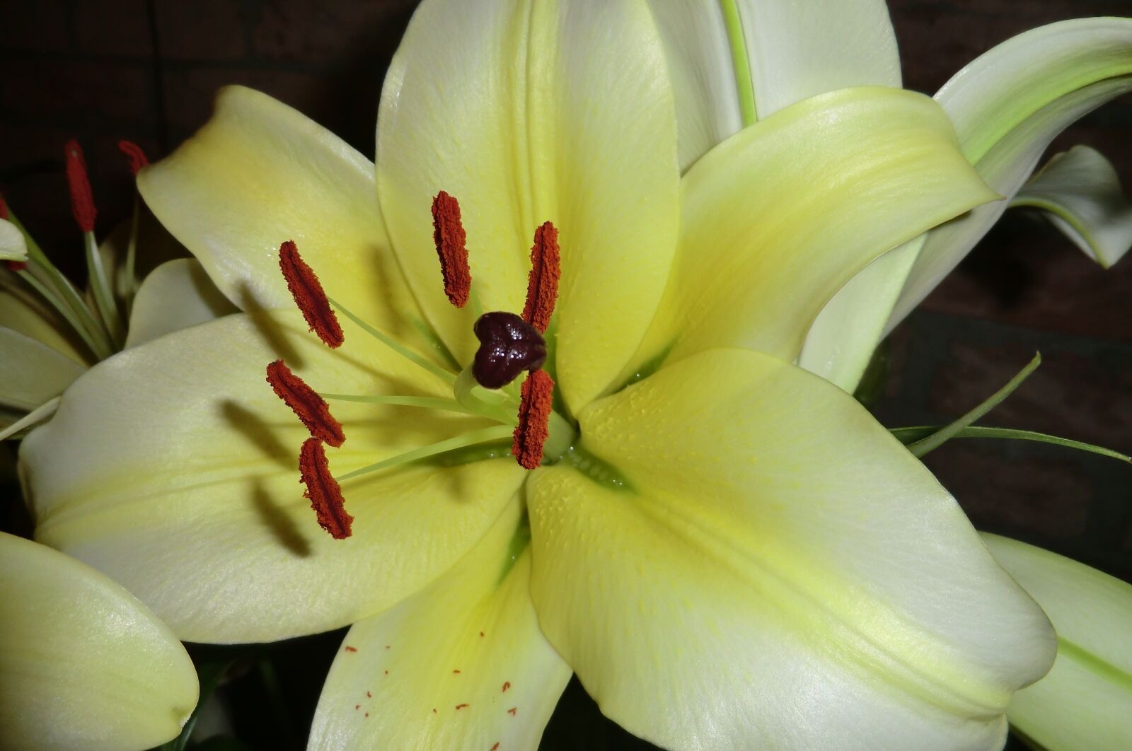 CASIO EX-H5 sample photo. Nature, plant, lily photography