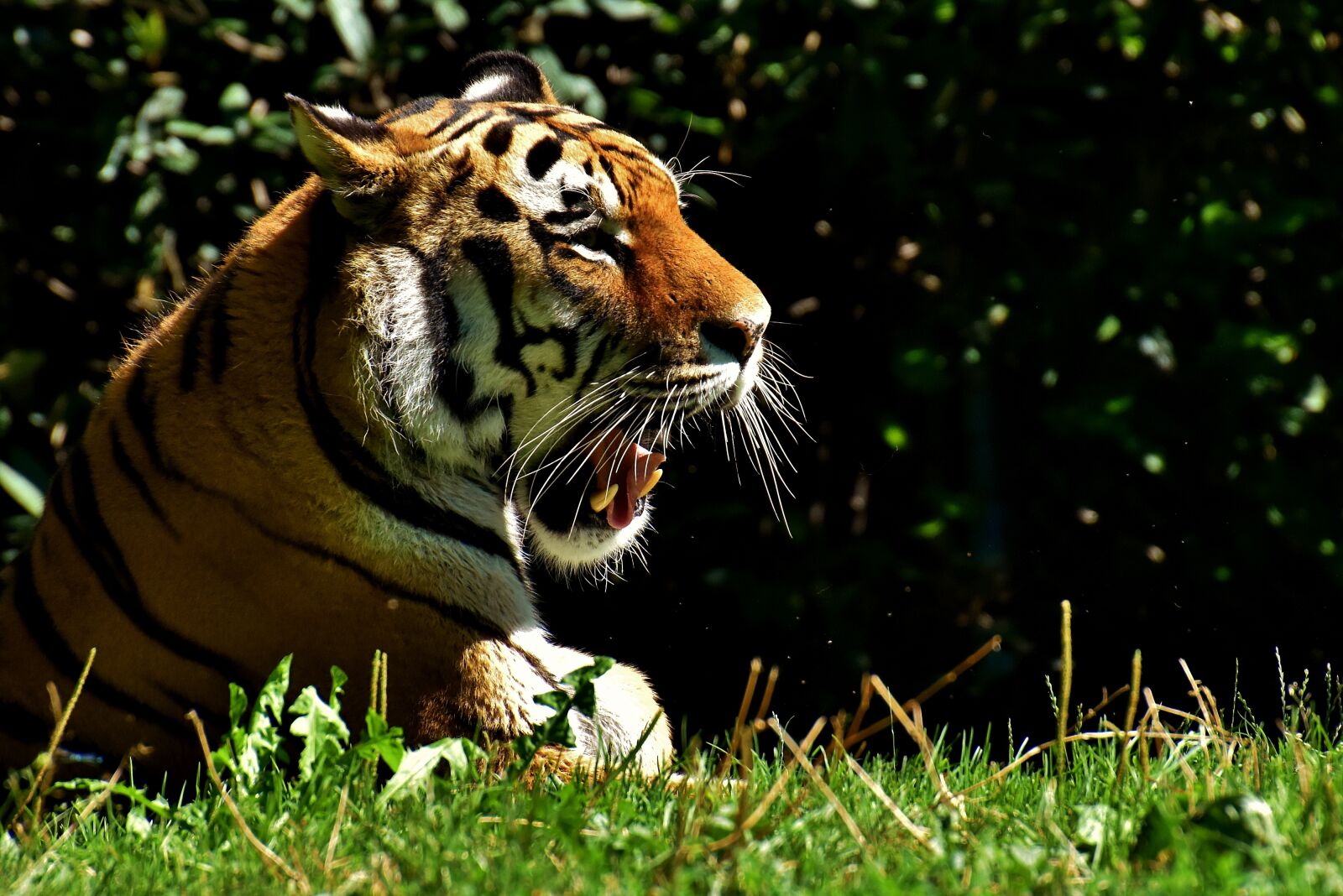Nikon D7200 sample photo. Tiger, predator, fur photography