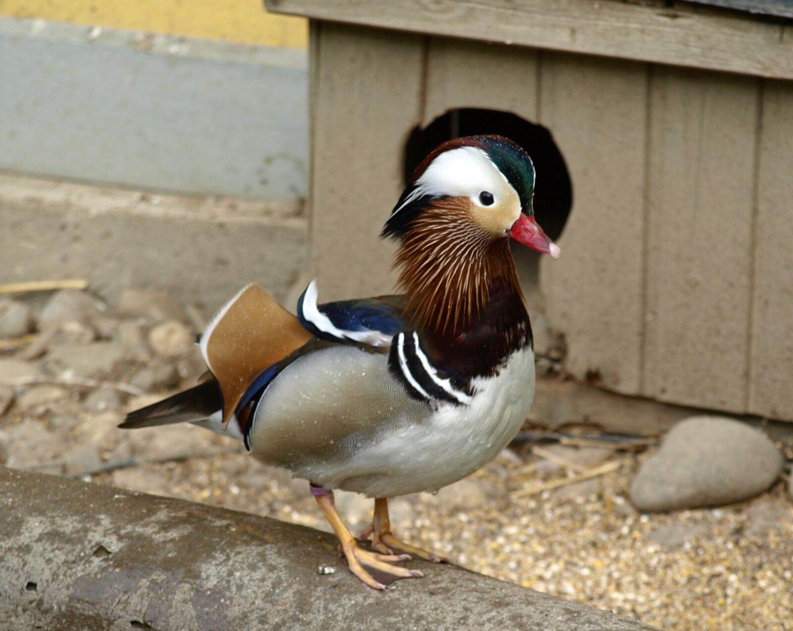 Olympus E-510 (EVOLT E-510) sample photo. Mandarin ducks, duck, duck photography