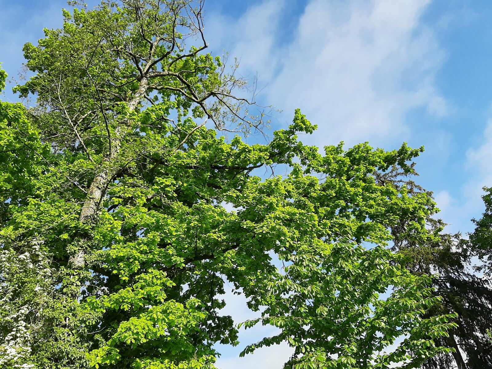 Samsung Galaxy A50 sample photo. Summit tree, tree, nature photography