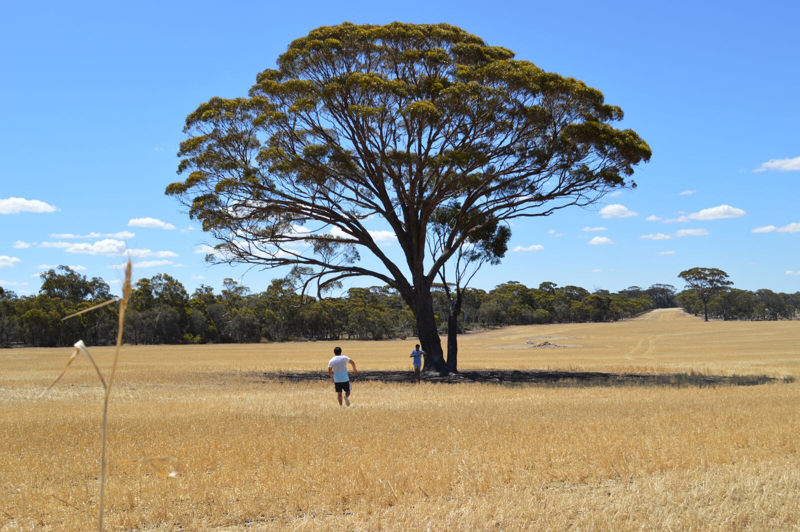 Nikon D3200 sample photo. West australia, country, narrogin photography