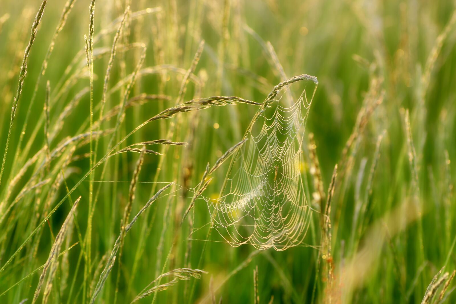 Tamron SP 90mm F2.8 Di VC USD 1:1 Macro sample photo. Cobweb, web, s photography