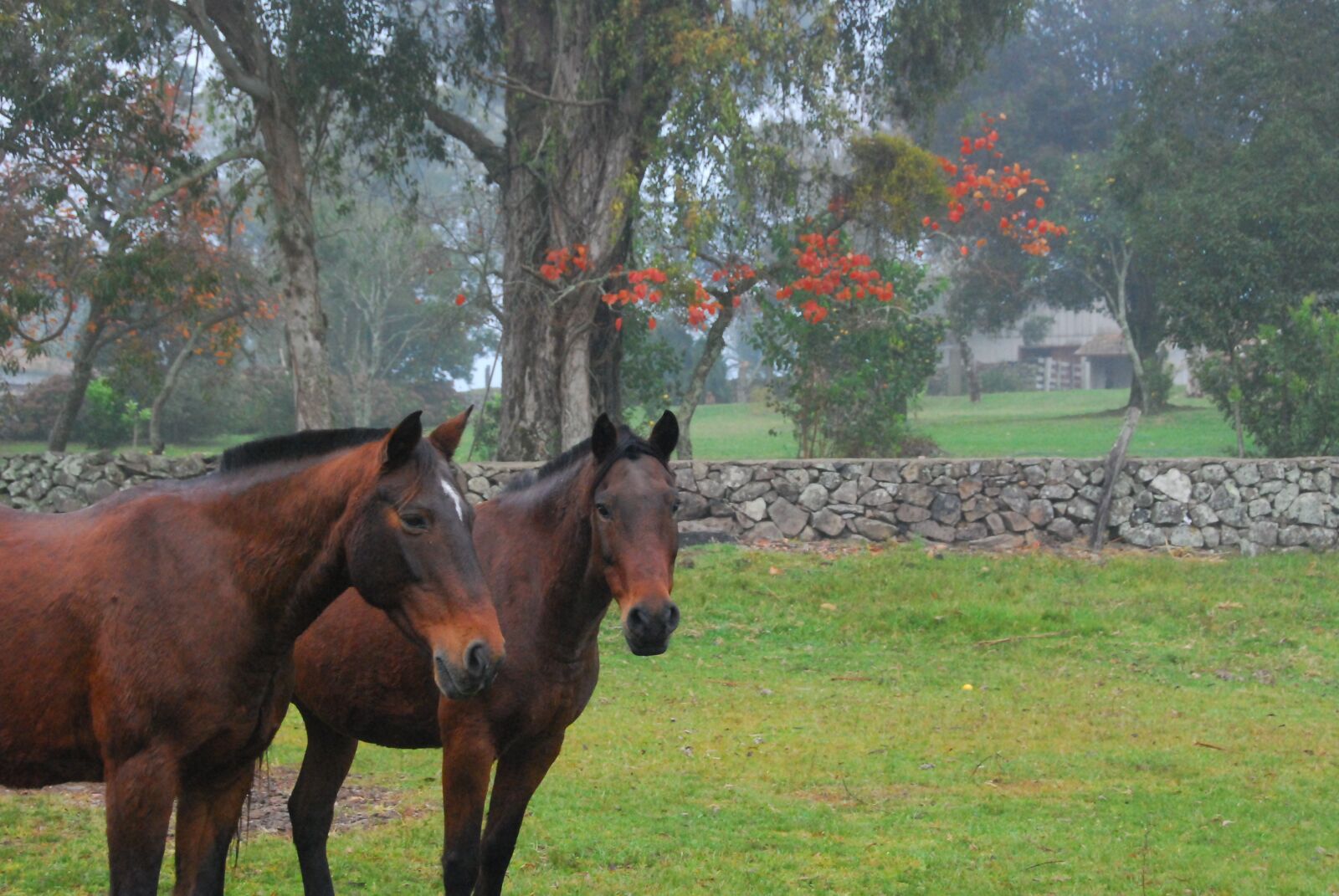 Nikon D80 sample photo. Horse, field, rural photography