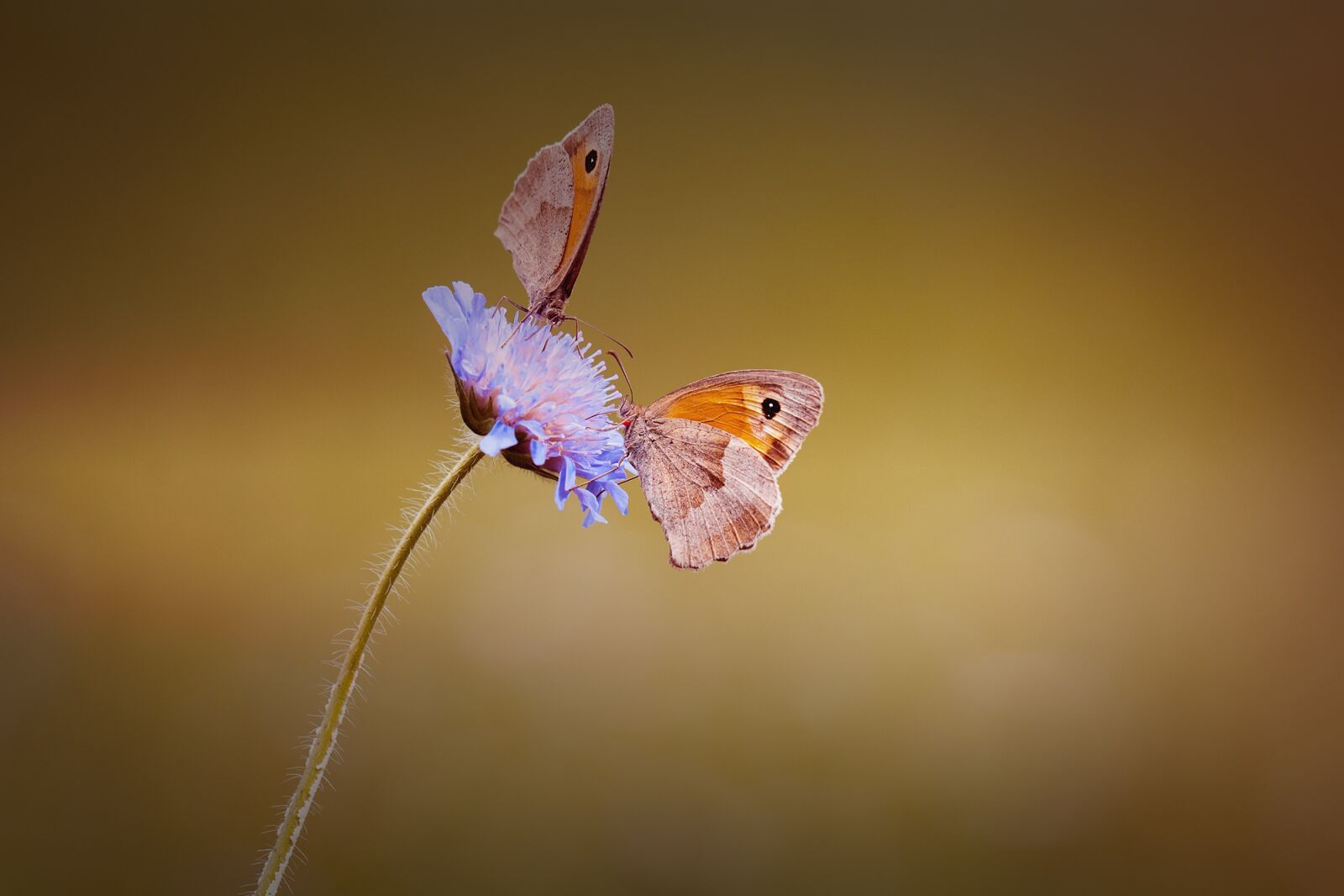 Nikon D7100 sample photo. Butterflies, two, two butterflies photography