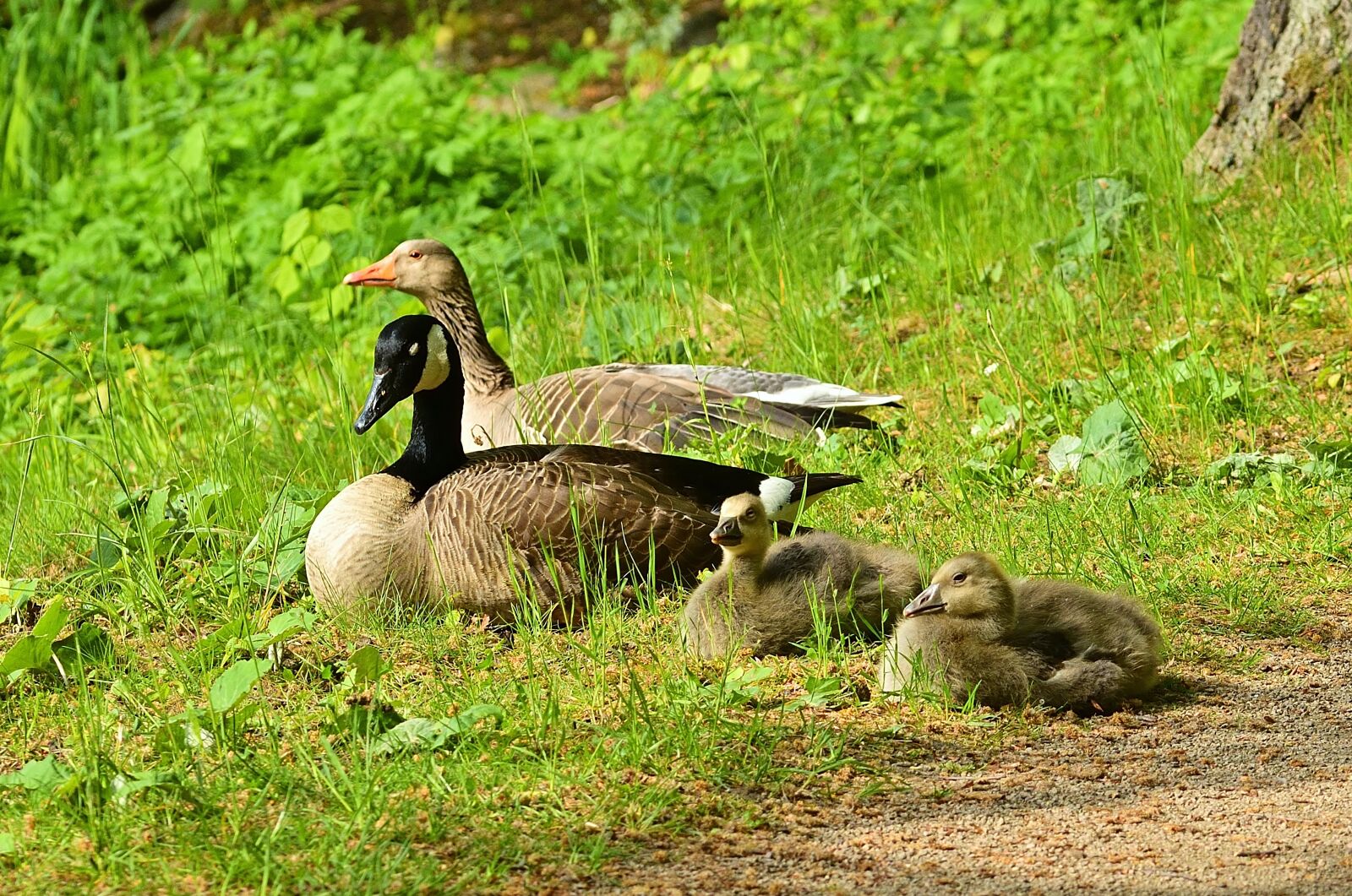 Nikon D5200 sample photo. Park, canada goose, greylag photography