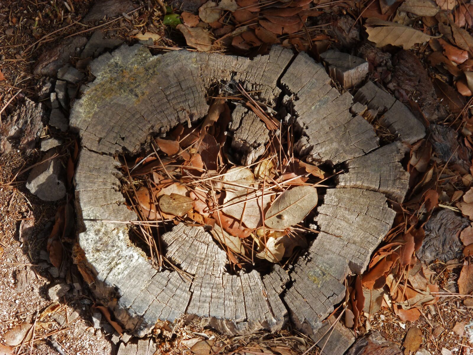 Panasonic DMC-FZ62 sample photo. Trunk, tree felling, talar photography