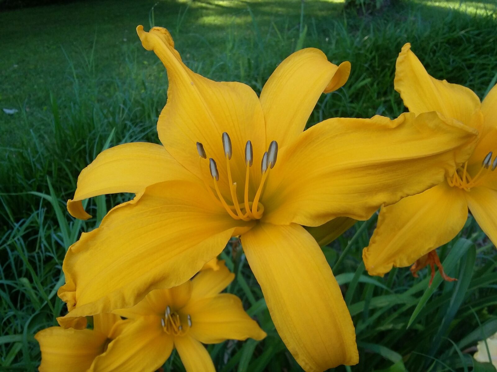 Samsung Galaxy Grand Prime sample photo. Golden lilies, blooming, lilies photography