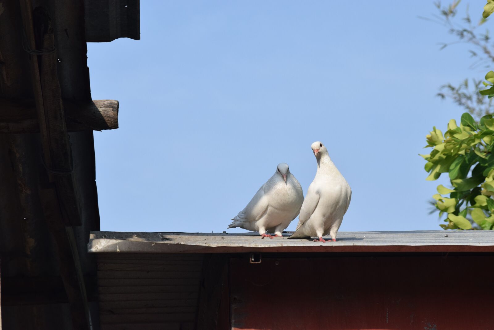 Nikon D3300 sample photo. Animal, loyalty, dong nai photography