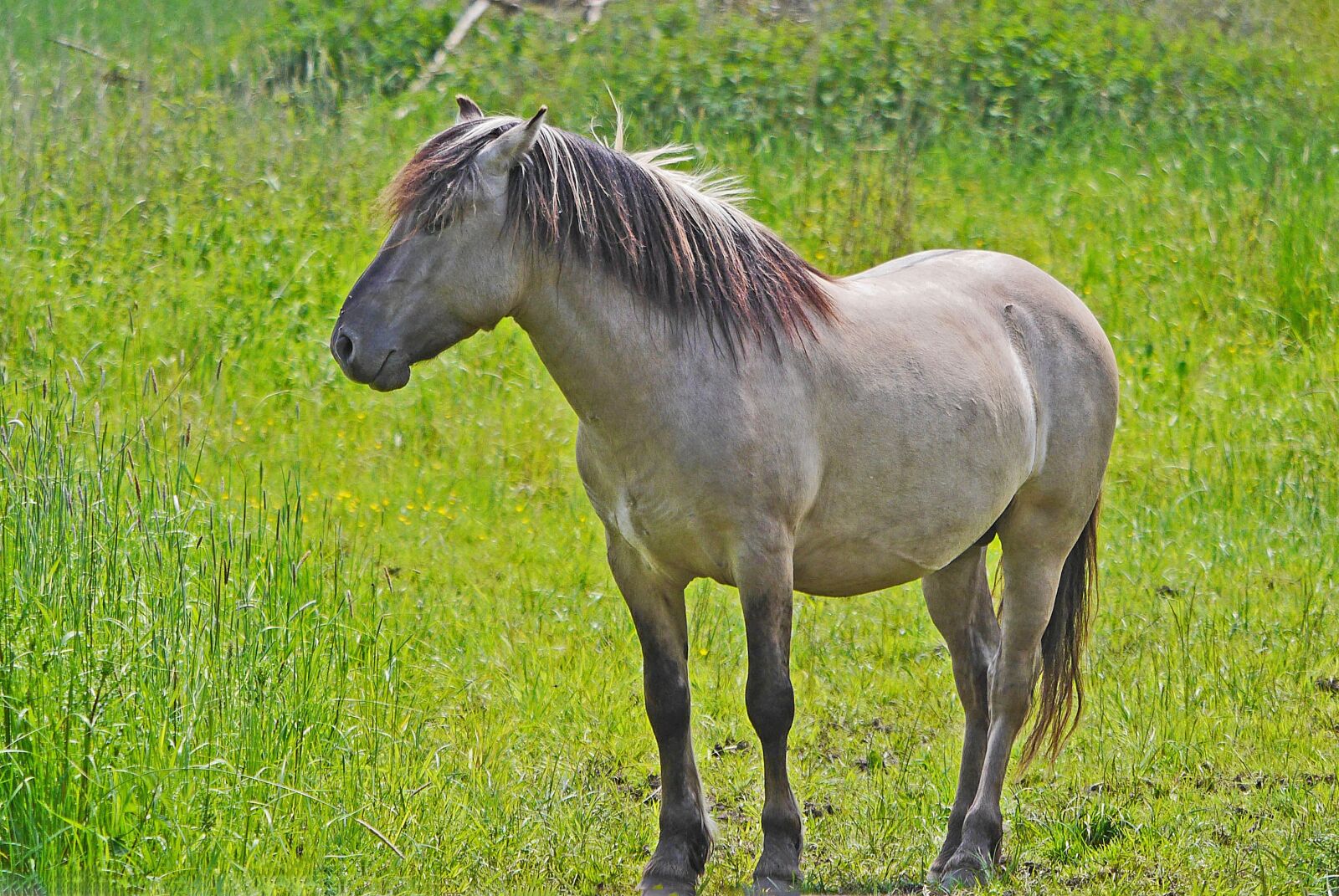 Panasonic Lumix DMC-GH3 sample photo. Konik, wild horse, tarpan photography