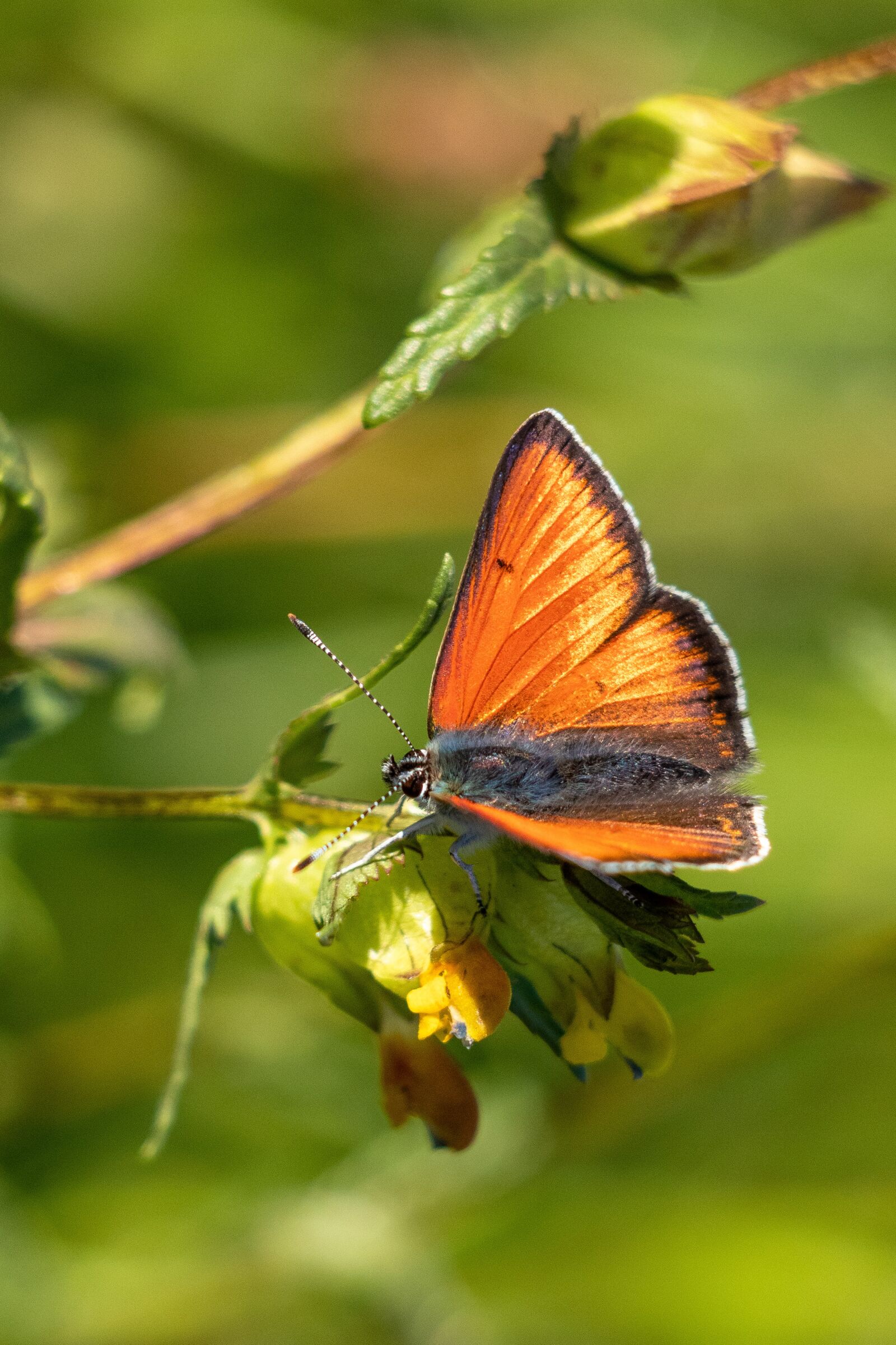 Canon EF 70-300 F4-5.6 IS II USM sample photo. Fire falter, butterfly, butterflies photography