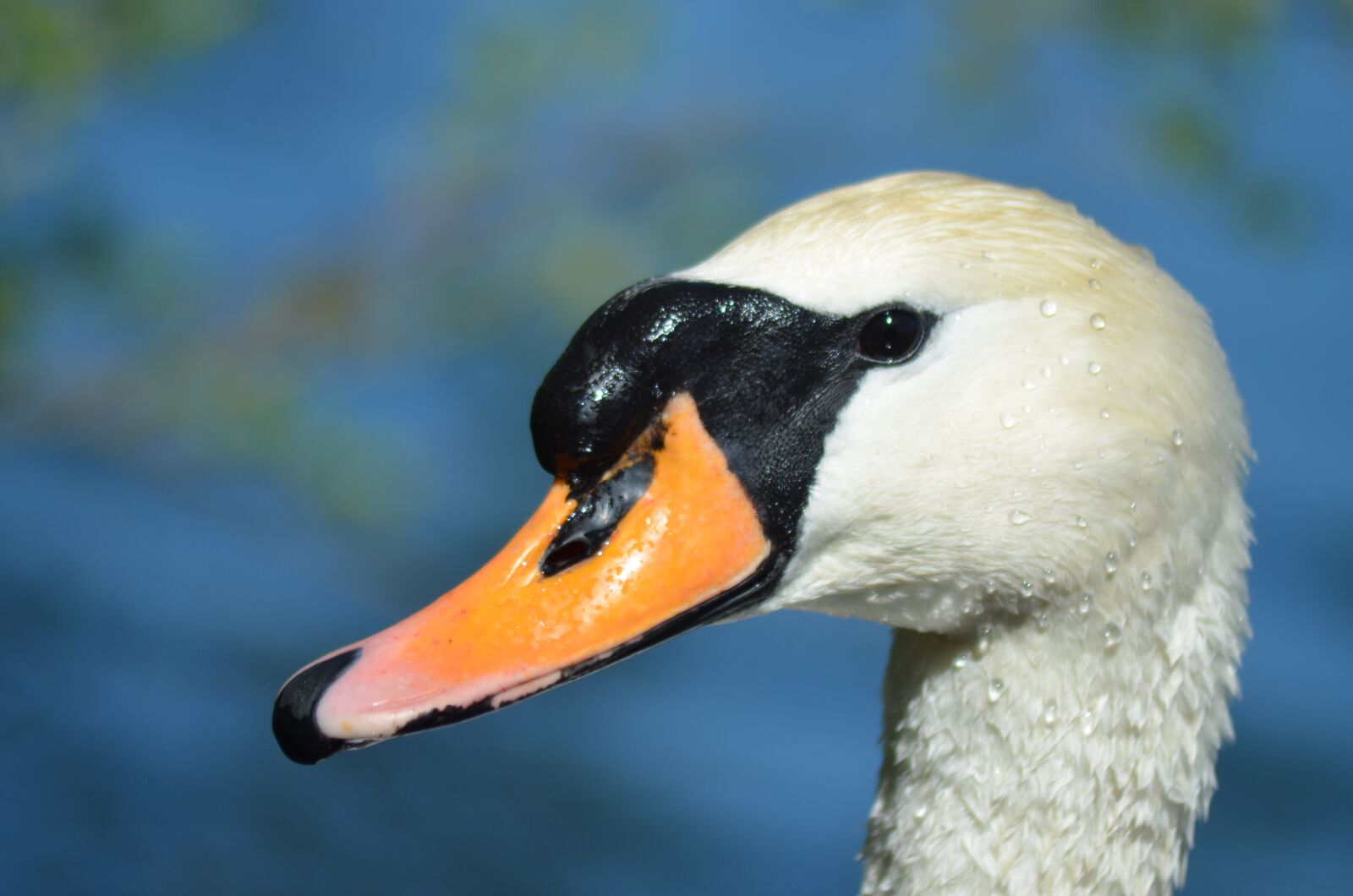 Nikon D5100 sample photo. Swan, duck, beak photography