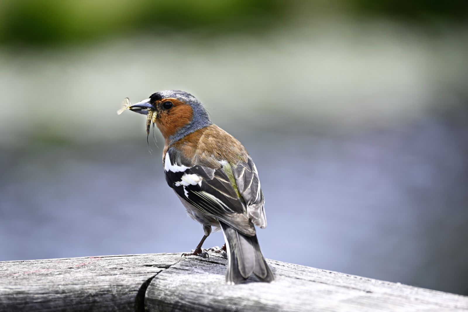 Nikon Nikkor Z DX 50-250mm F4.5-6.3 VR sample photo. Fink, bird, foraging photography