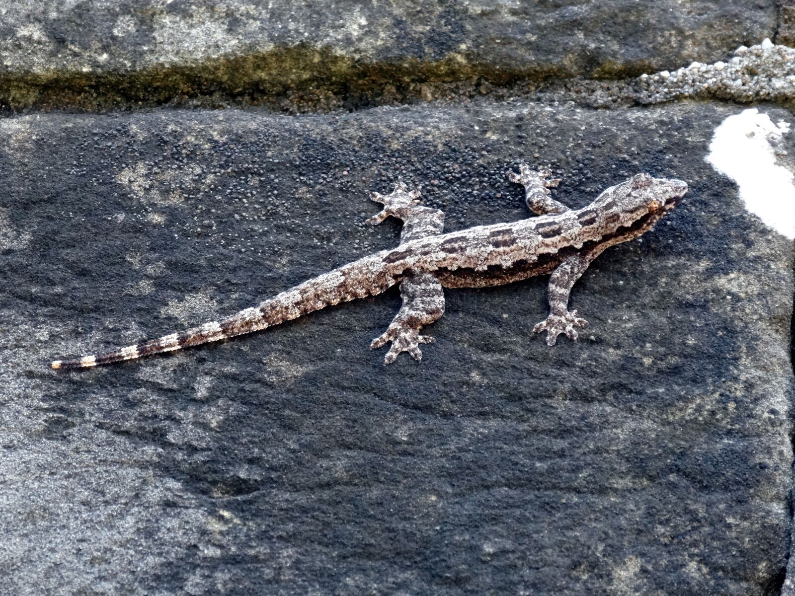 Sony Cyber-shot DSC-HX20V sample photo. Lizard, wall, pierre photography