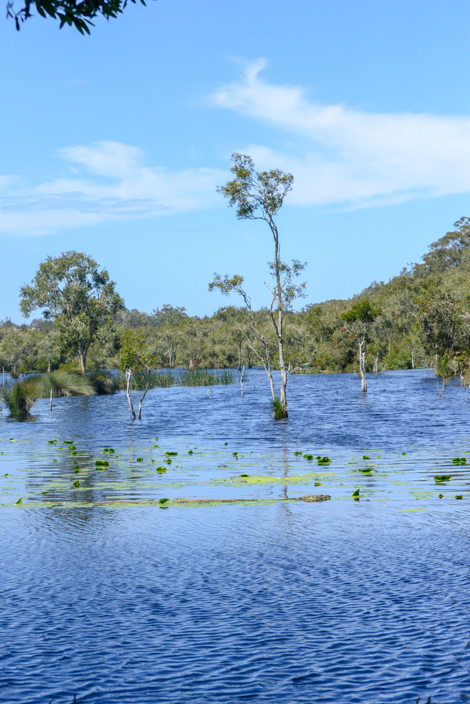 Nikon D600 sample photo. Paperbark, wetland, water lily photography