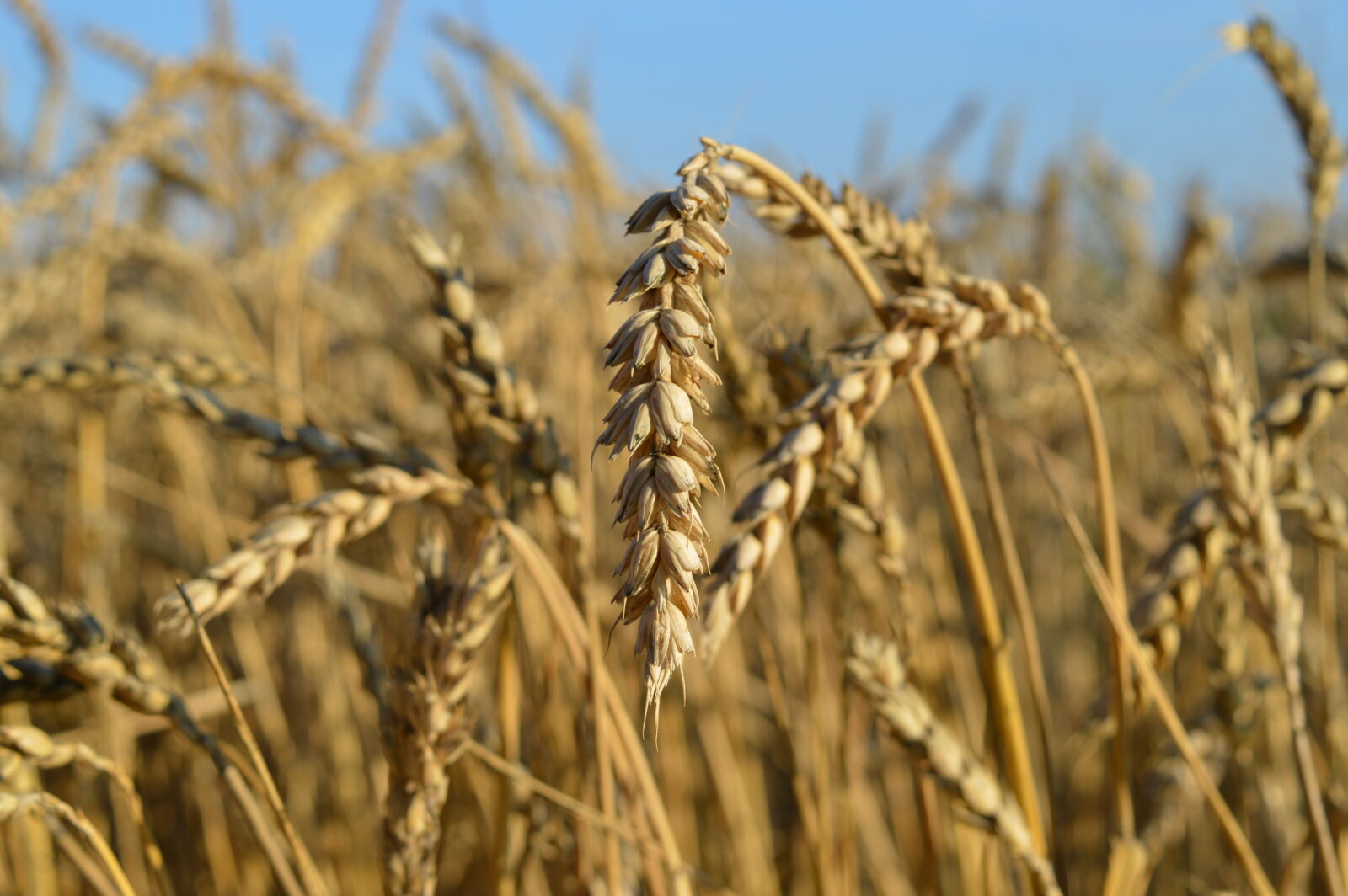 Nikon D3200 sample photo. Mothernature, nature, photography photography