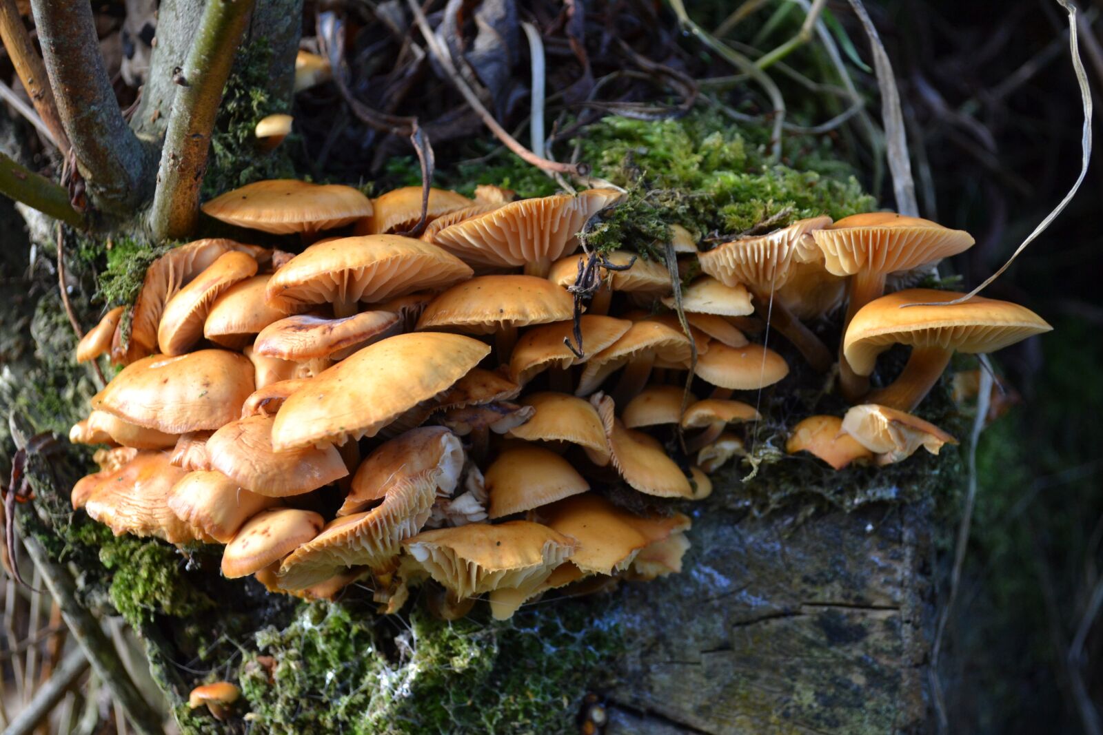 Nikon D3100 sample photo. Fungus, mushroom, fungi photography