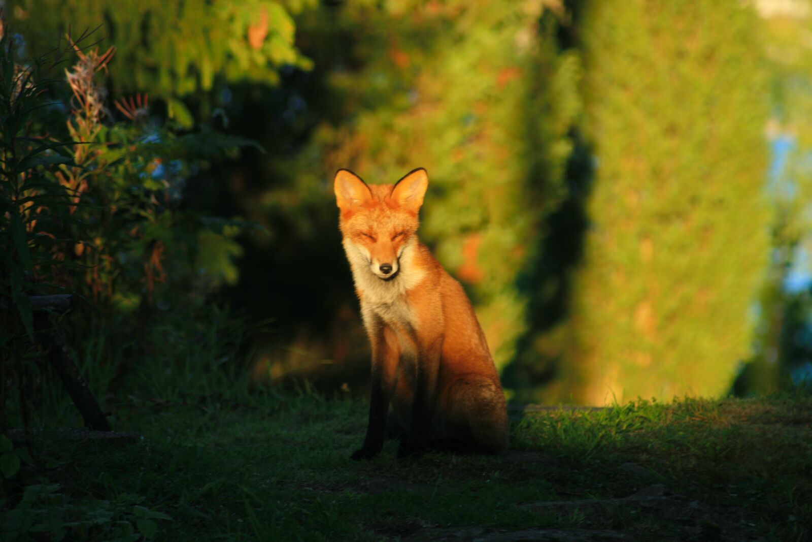 Canon EOS 400D (EOS Digital Rebel XTi / EOS Kiss Digital X) sample photo. Red fox, wild animal photography