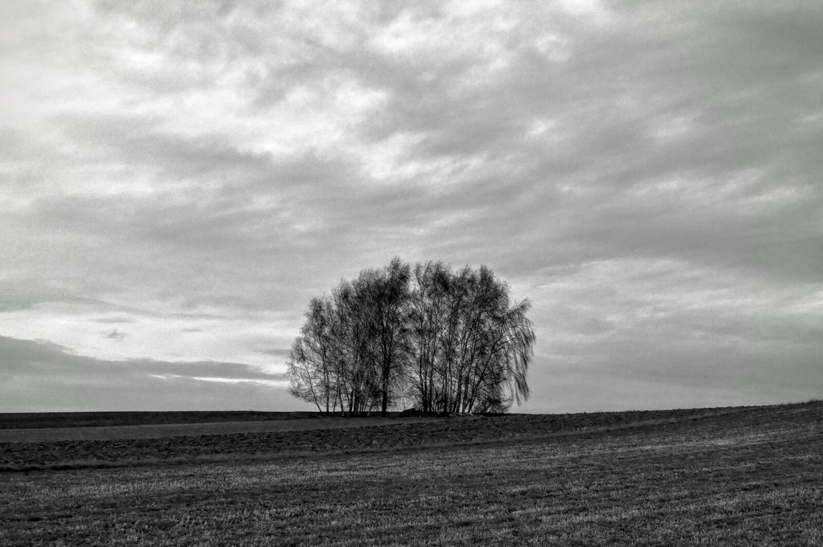 Nikon D3200 sample photo. Bw, cloud, poland, tree photography