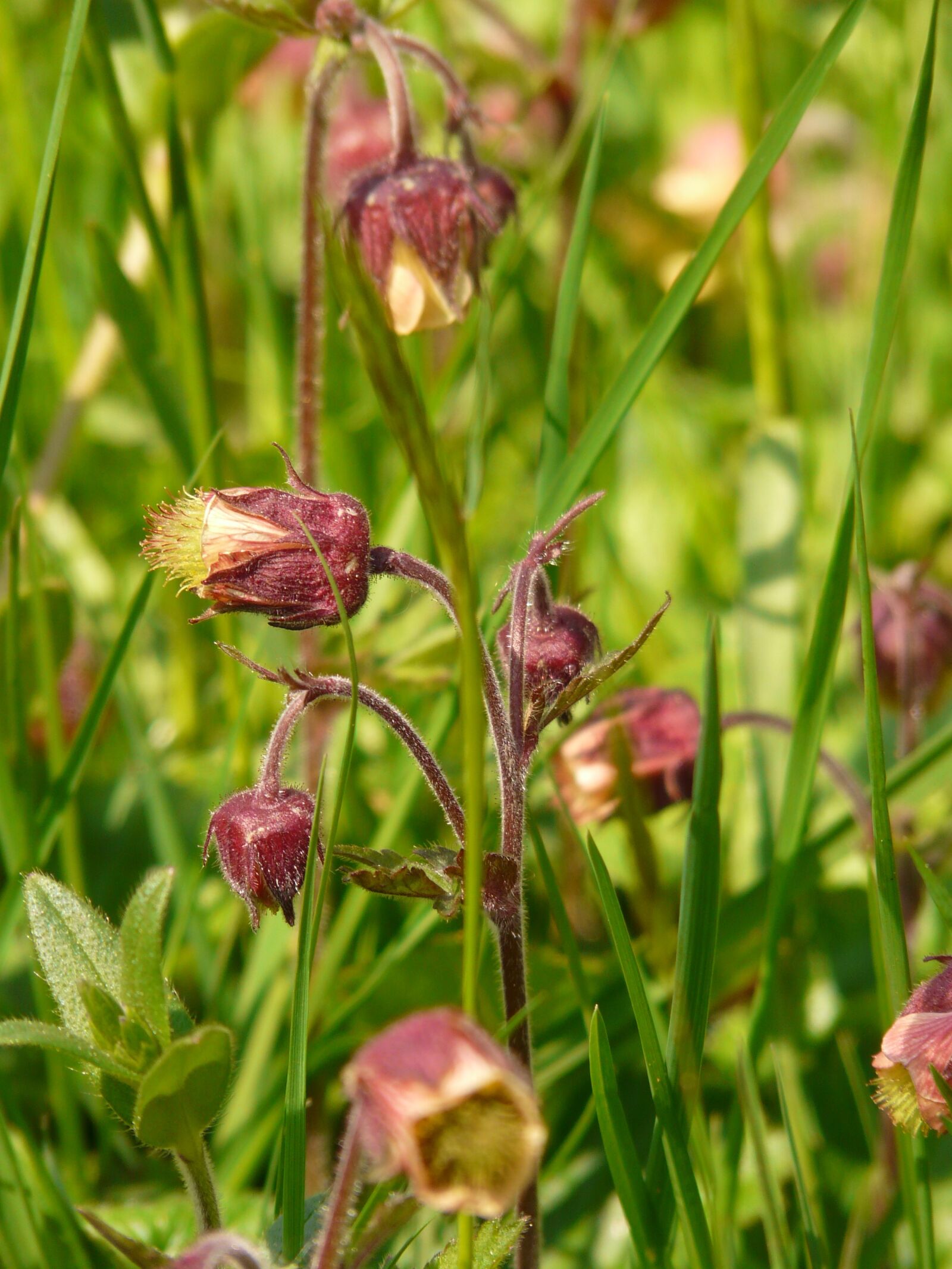 Panasonic DMC-FZ18 sample photo. Avens, pointed flower, blossom photography