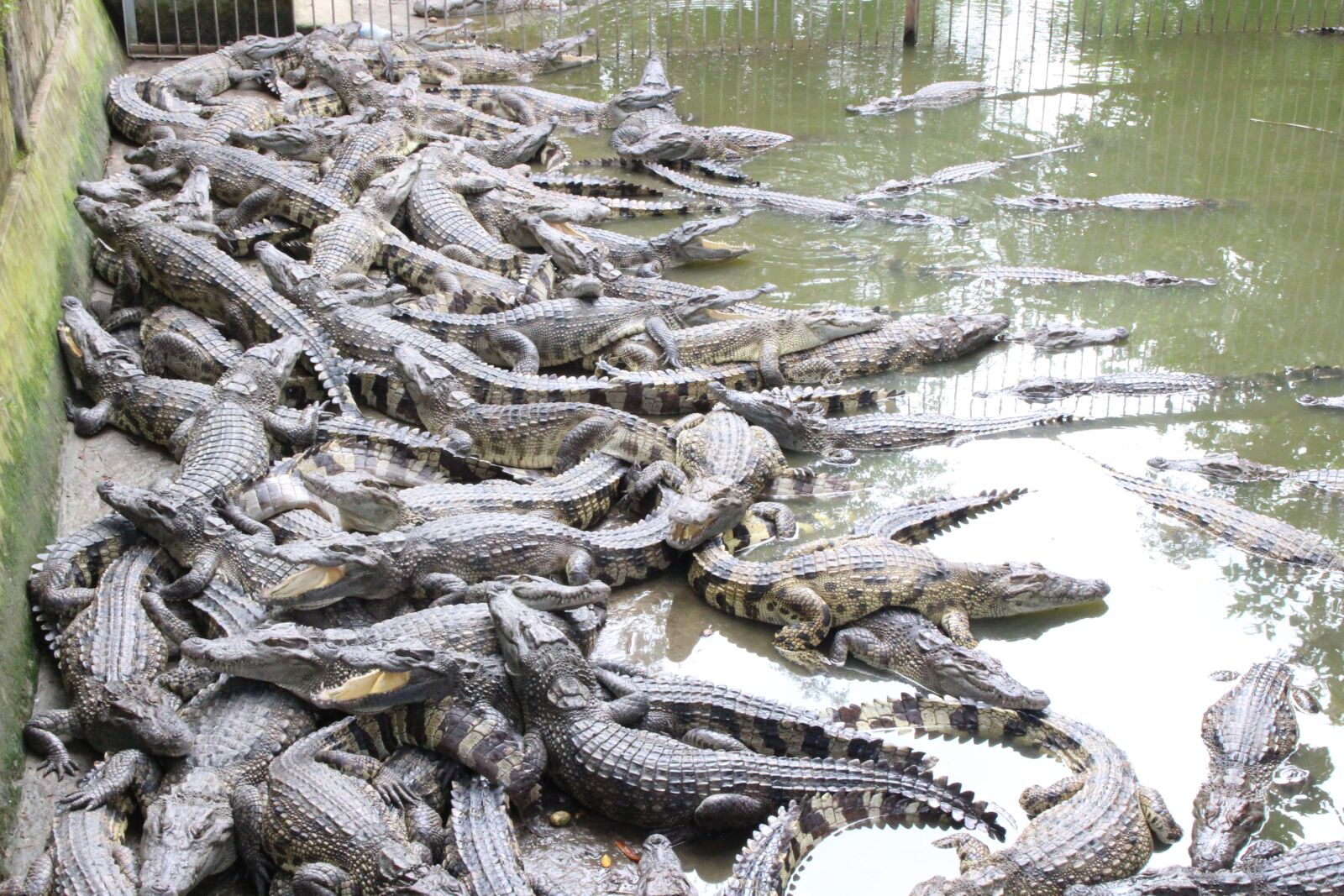 Canon EOS 100D (EOS Rebel SL1 / EOS Kiss X7) sample photo. Crocodile, nature, animal photography
