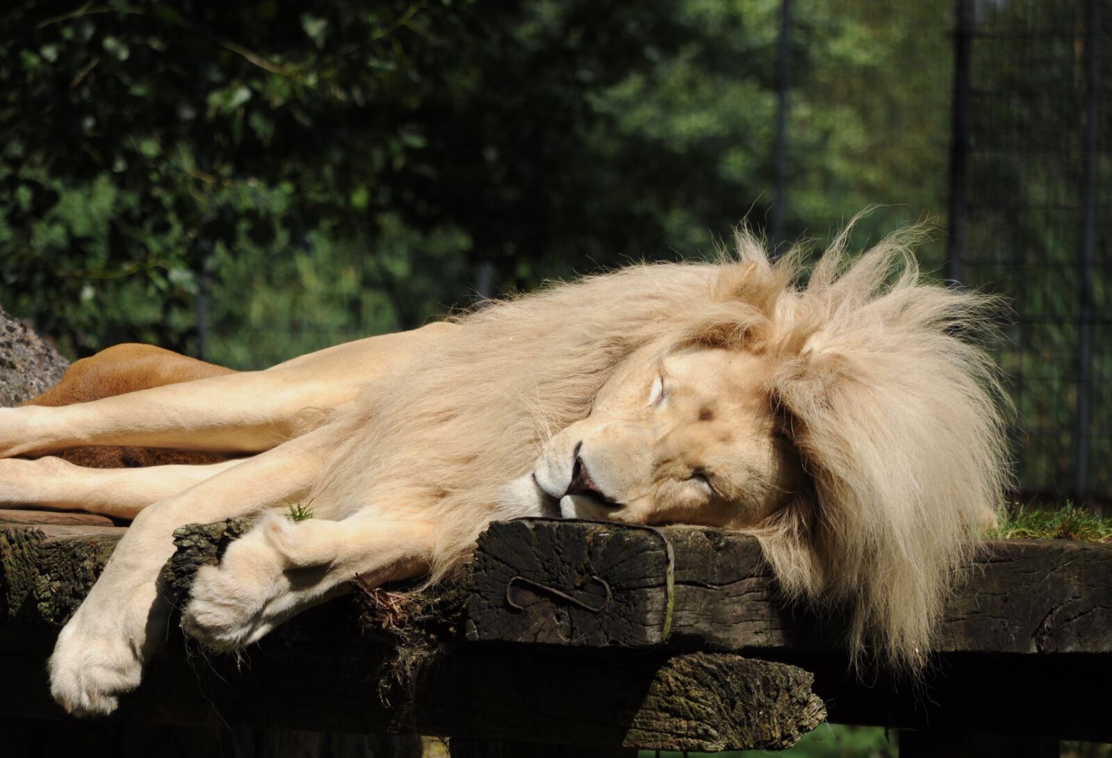 Nikon D5000 sample photo. Lion, zoo cloppenburg, sleeping photography