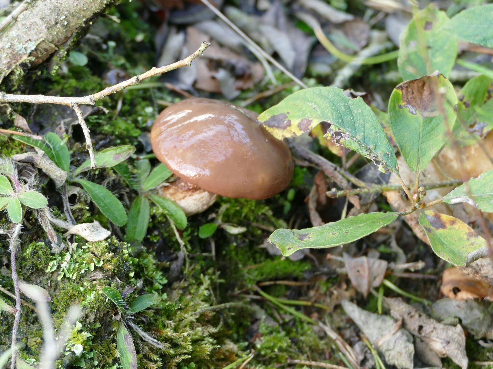Panasonic Lumix DMC-FZ1000 sample photo. Mushroom, autumn, forest photography