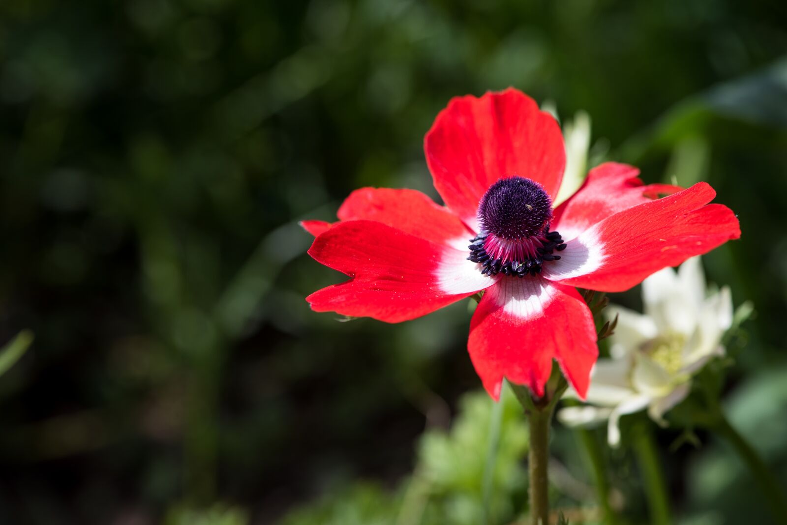Nikon D750 sample photo. Anemone, red, red anemone photography