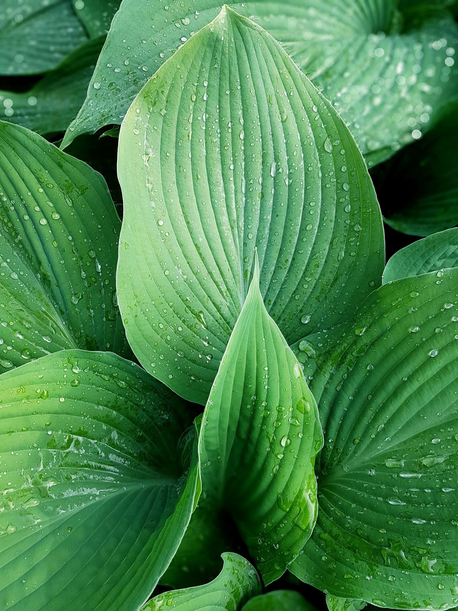 Samsung Galaxy S7 Edge sample photo. Plantain lily, leaf, plant photography