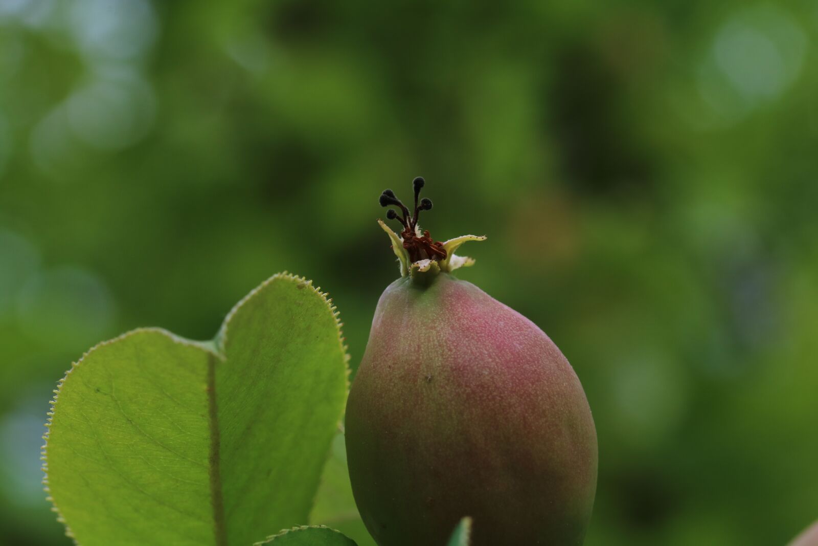 Canon EOS 750D (EOS Rebel T6i / EOS Kiss X8i) sample photo. Fruit, wood, chinese quince photography
