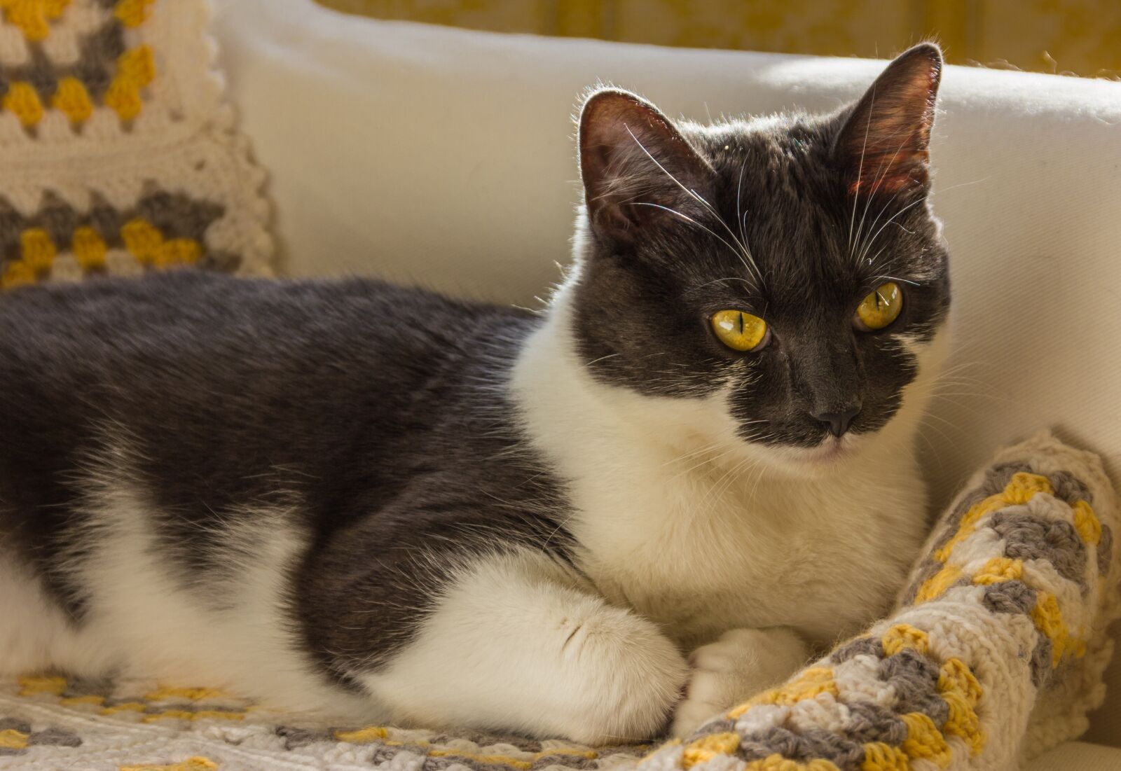 Canon EOS 550D (EOS Rebel T2i / EOS Kiss X4) sample photo. Cute, cat, animal photography