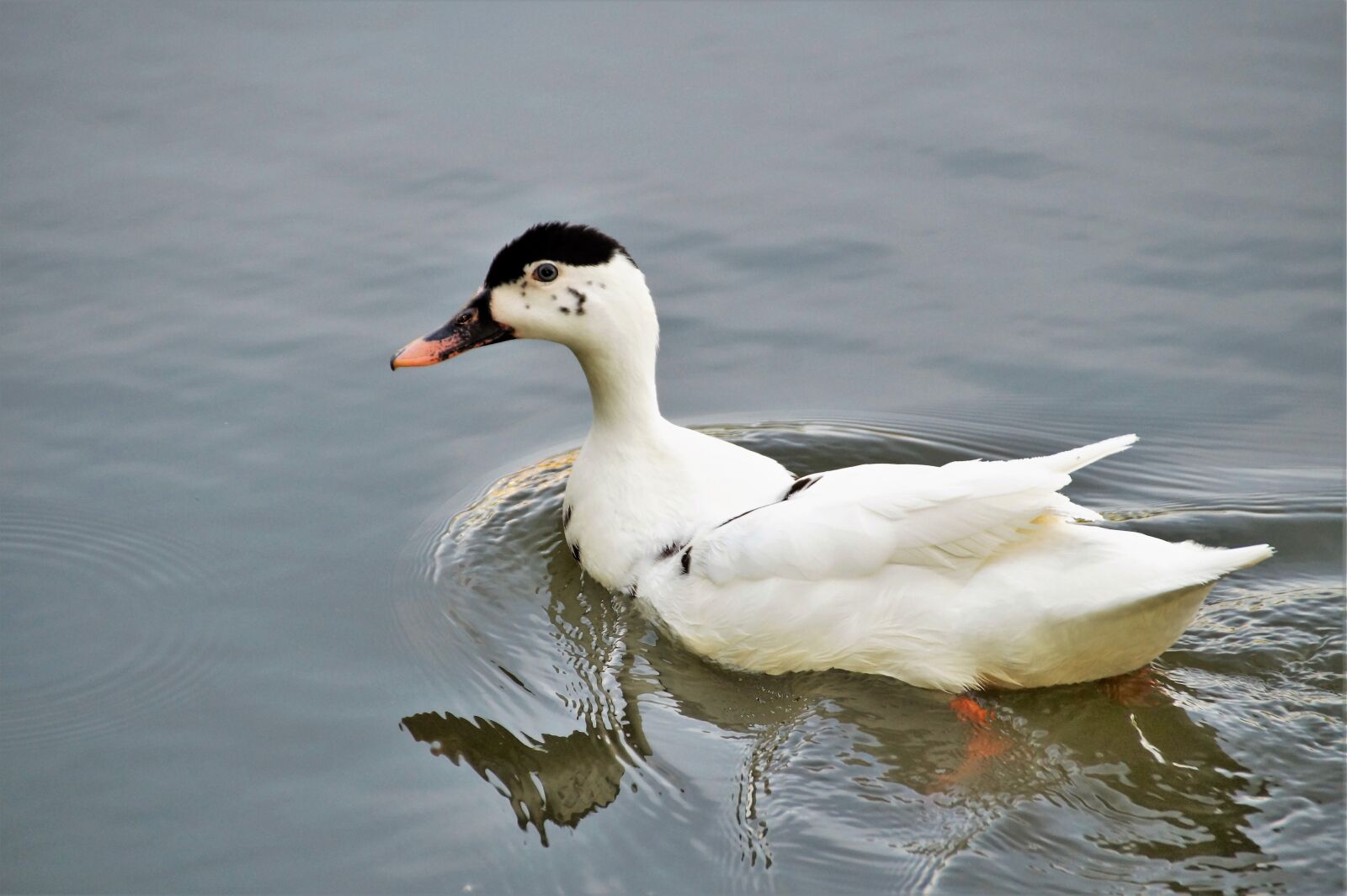Sony SLT-A58 sample photo. Duck, muscovy, wild photography