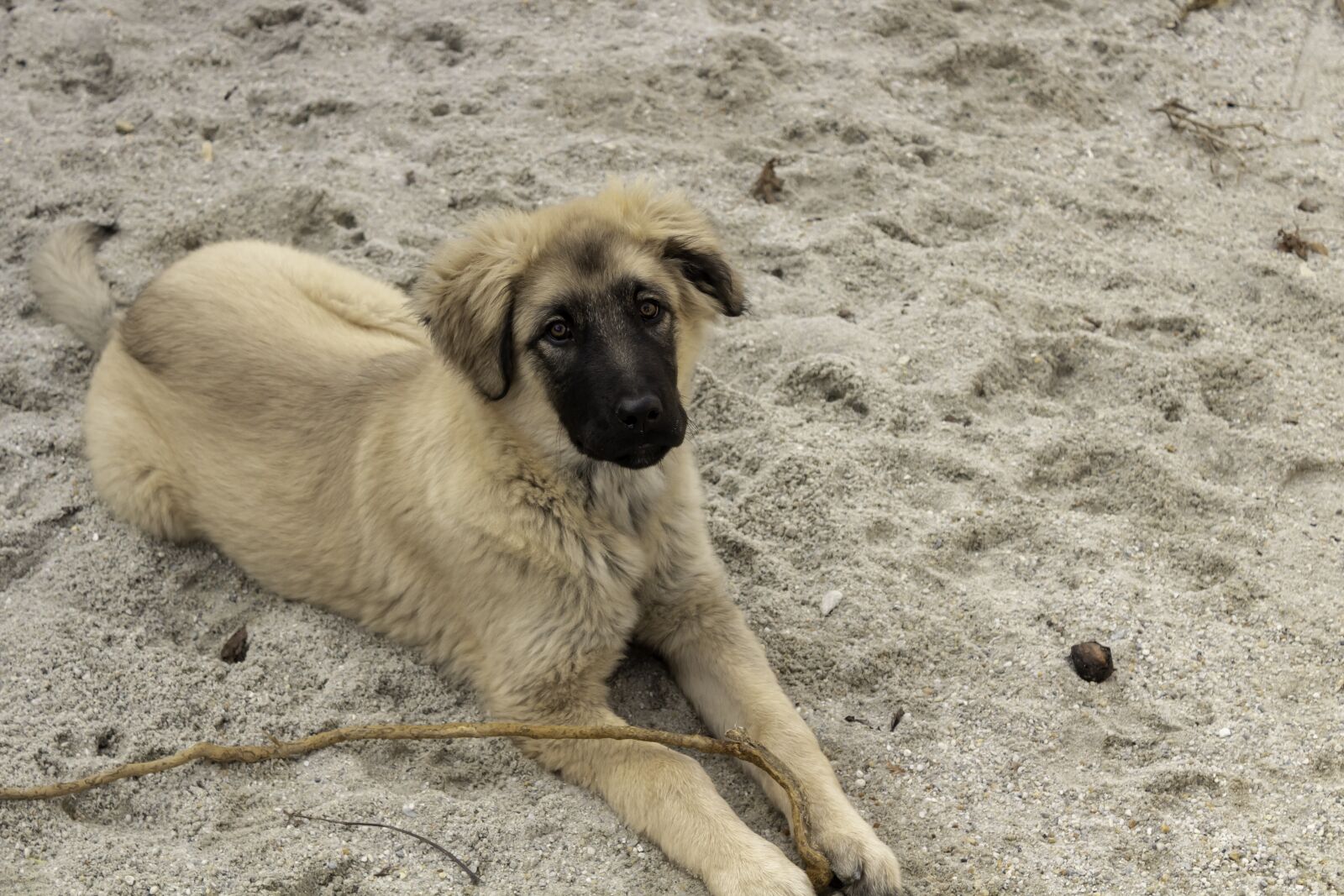 Canon EOS 1300D (EOS Rebel T6 / EOS Kiss X80) sample photo. Shepherd dog, dog, pets photography