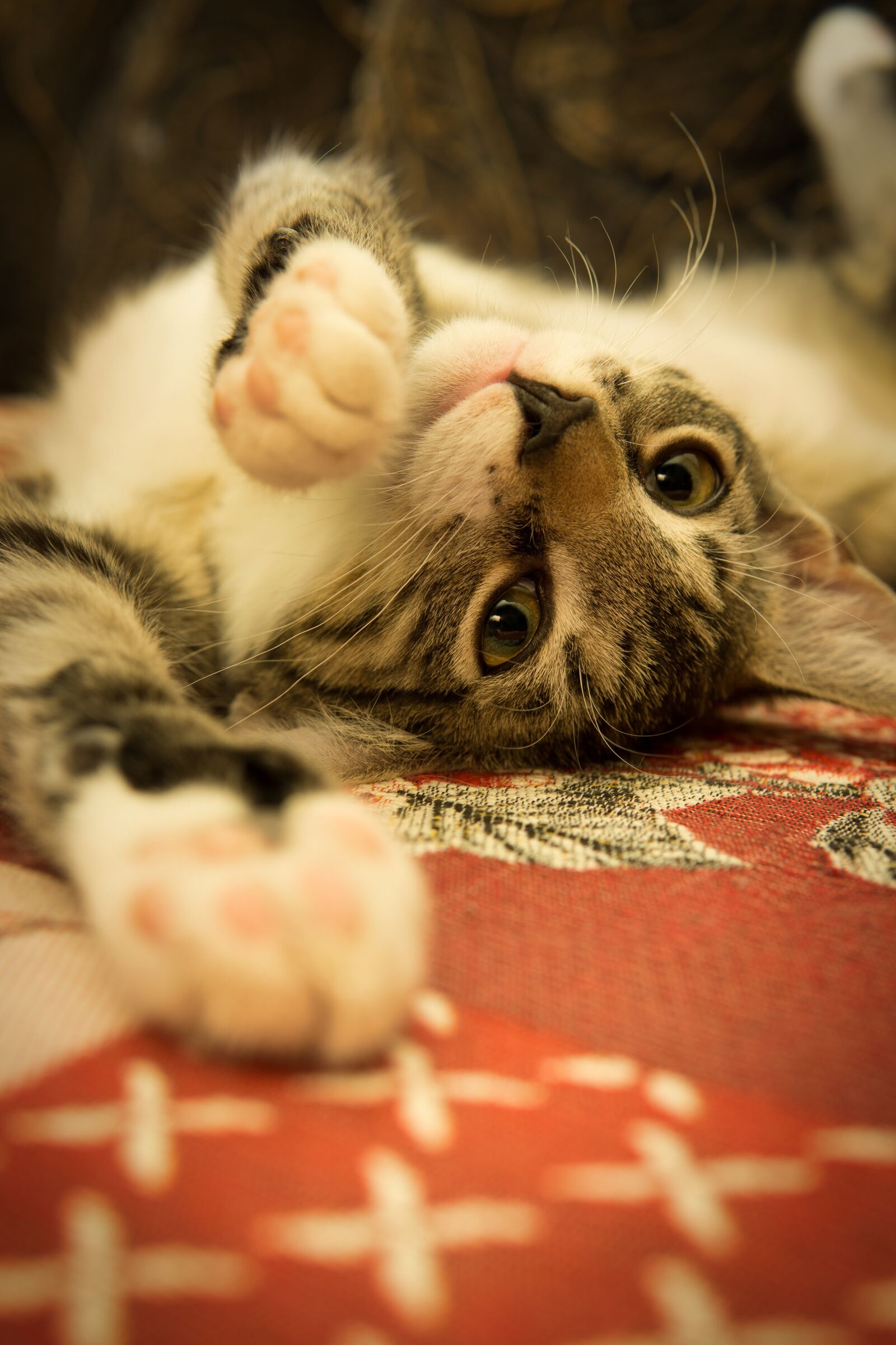 Sony a6000 sample photo. Cat, mackerel, lying photography