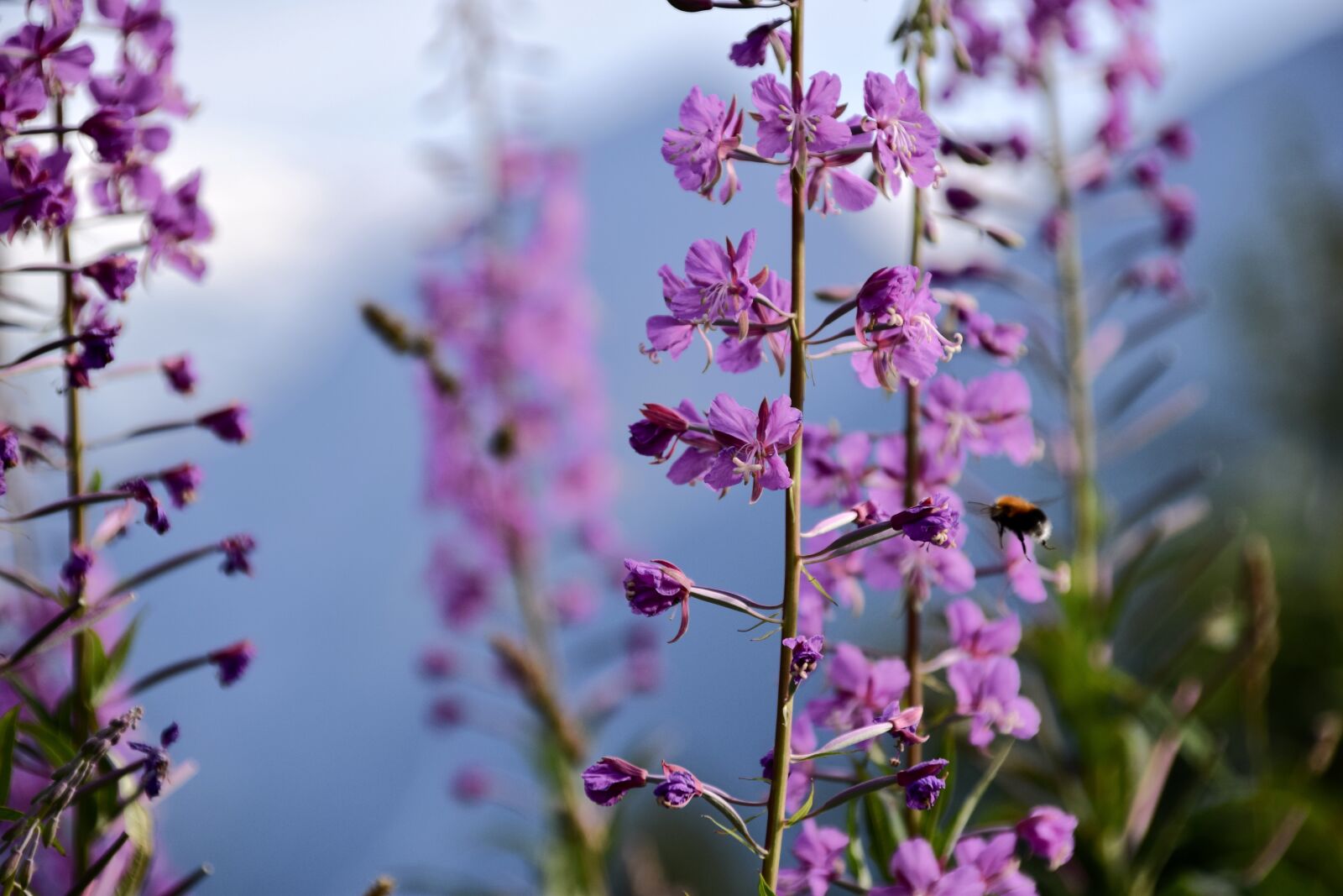Nikon D5300 sample photo. Hummel, flower, close up photography
