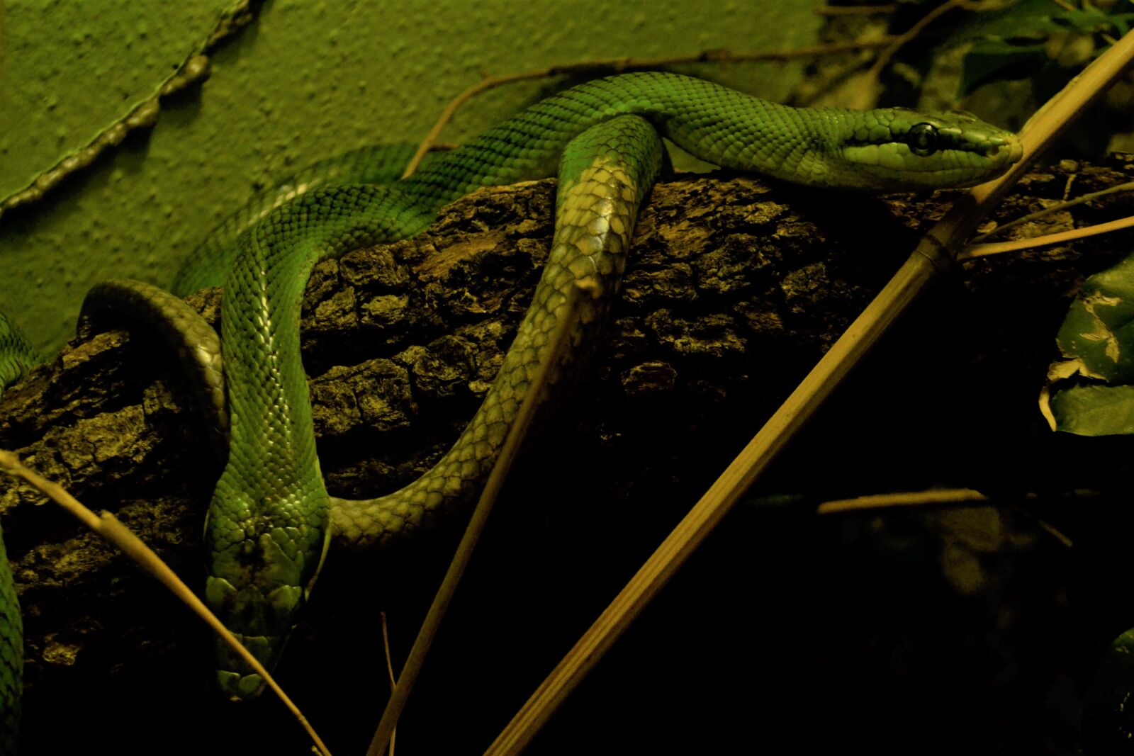 Nikon D3100 sample photo. African green viper, snakes photography