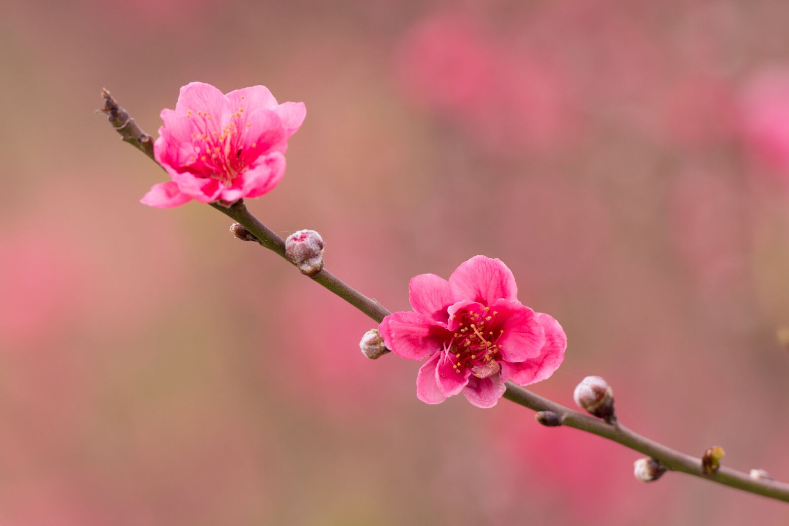 Nikon D7100 sample photo. Peach, peach flower, flower photography