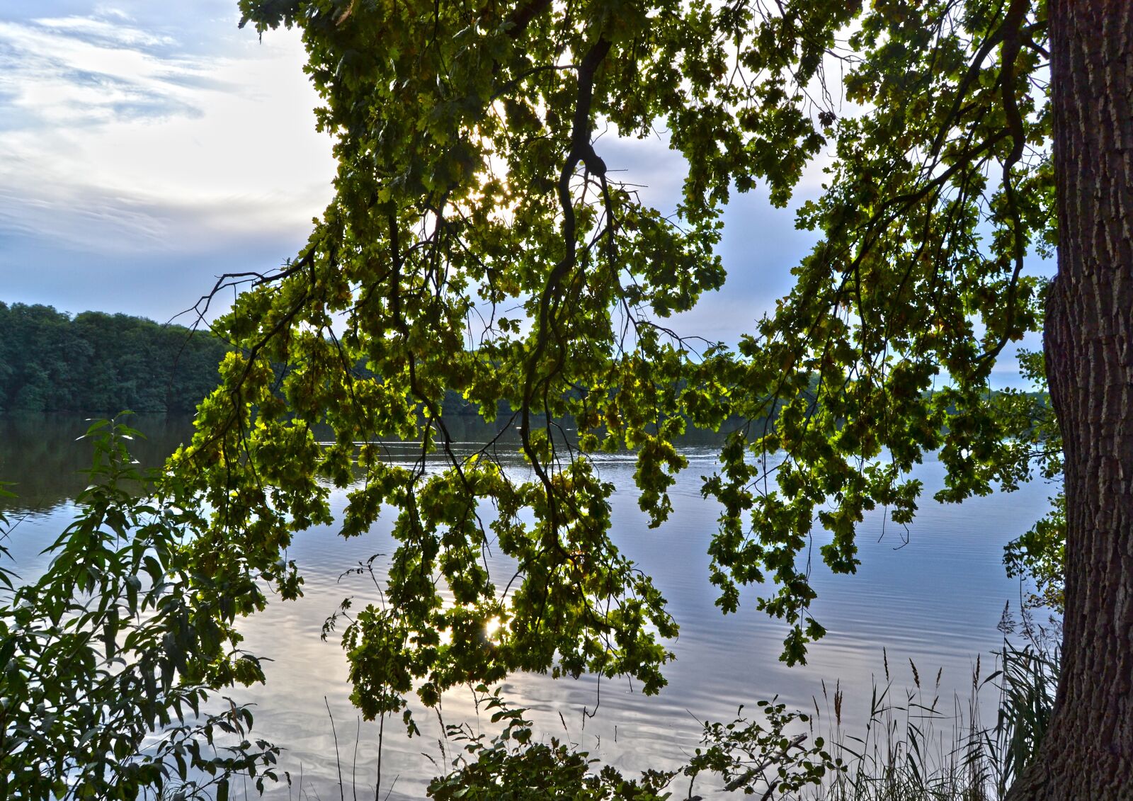 Nikon D3100 sample photo. Foliage, reflection, tree photography