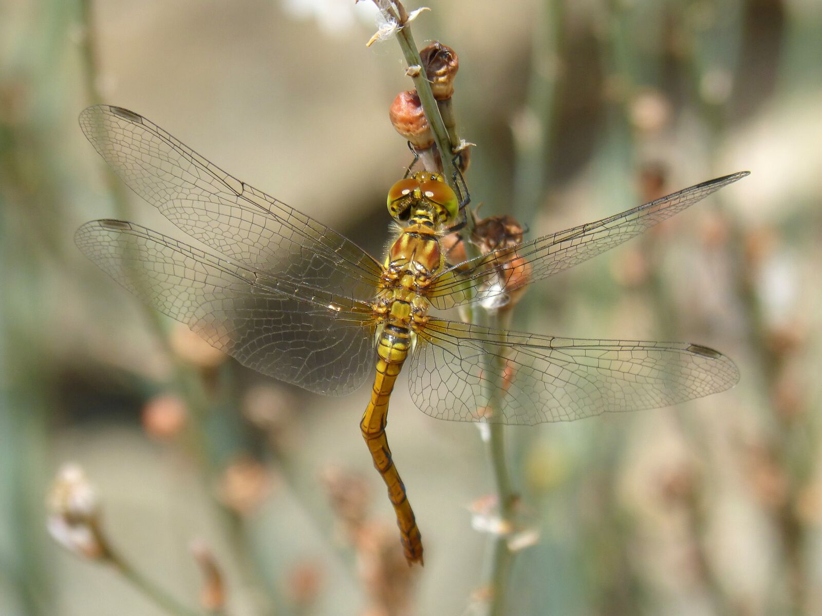 Panasonic DMC-FZ62 sample photo. Yellow dragonfly, sympetrum striolatum photography